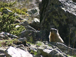 une marmotte dans l'objectif