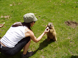 Une marmotte presque apprivoisée